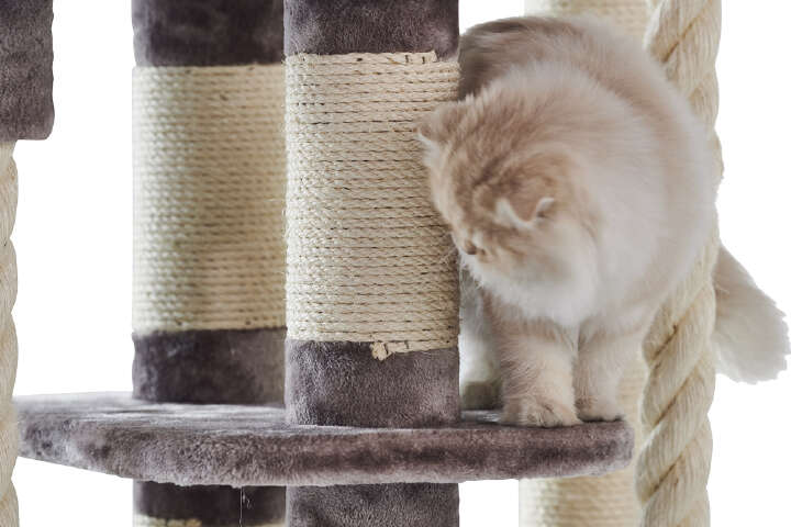 Nobby Kratzbaum Kyla